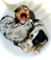 Rosie, a female Miniature Australian Shepherd for sale in Clovis, CA – 6 of 6