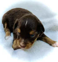 Rosie, a female Miniature Australian Shepherd for sale in Clovis, CA – 3 of 6