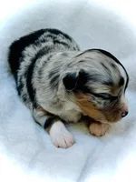 Fabian, a male Miniature Australian Shepherd for sale in Clovis, CA – 2 of 5