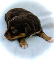 Rosie, a female Miniature Australian Shepherd for sale in Clovis, CA – 4 of 6