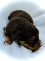 Rosie, a female Miniature Australian Shepherd for sale in Clovis, CA – 2 of 6