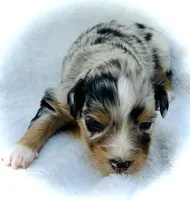 Pearl, a female Miniature Australian Shepherd for sale in Clovis, CA – 2 of 5