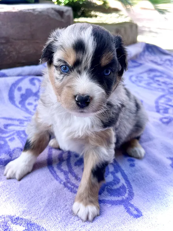 Fabian – Miniature Australian Shepherd puppy for sale in Clovis, CA