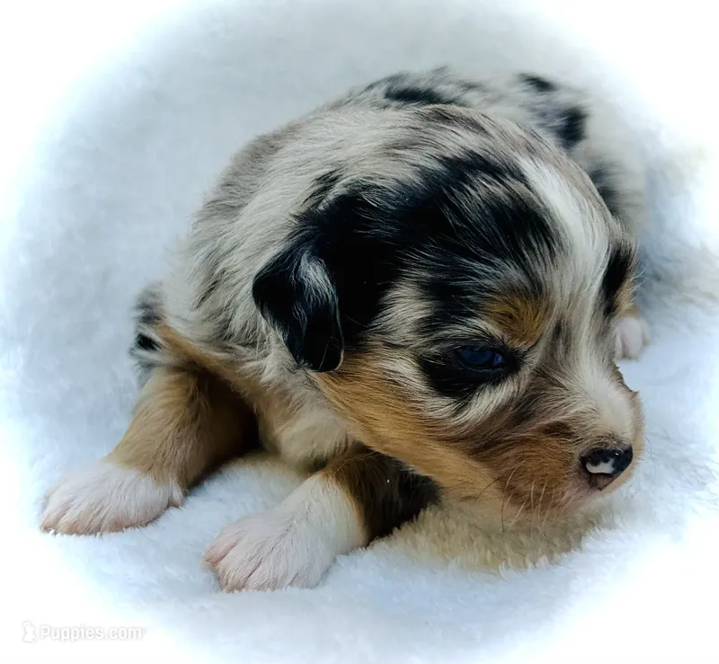 Pearl – Miniature Australian Shepherd puppy for sale in Clovis, CA