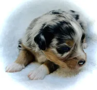 Pearl, a female Miniature Australian Shepherd for sale in Clovis, CA – 1 of 5