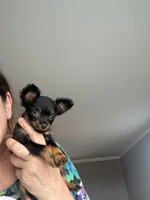 Dushka, a male Russkiy Toy for sale in Victorville, CA – Photo 2 of 5