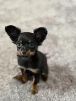 Dushka, a male Russkiy Toy for sale in Waco, TX – Photo 3 of 7