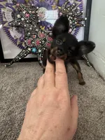 Dushka, a male Russkiy Toy for sale in Victorville, CA – Photo 4 of 5