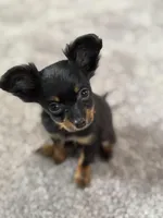 Dushka, a male Russkiy Toy for sale in Waco, TX – Photo 1 of 7