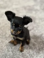 Dushka, a male Russkiy Toy for sale in Waco, TX – Photo 6 of 7