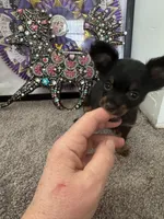 Dushka, a male Russkiy Toy for sale in Victorville, CA – Photo 3 of 5