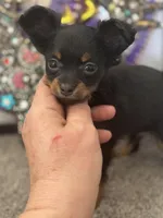 Dushka, a male Russkiy Toy for sale in Victorville, CA – Photo 1 of 5