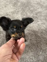 Dushka, a male Russkiy Toy for sale in Waco, TX – Photo 7 of 7