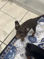 Malik, a male Russian Toy for sale in Waco, TX – 2 of 3