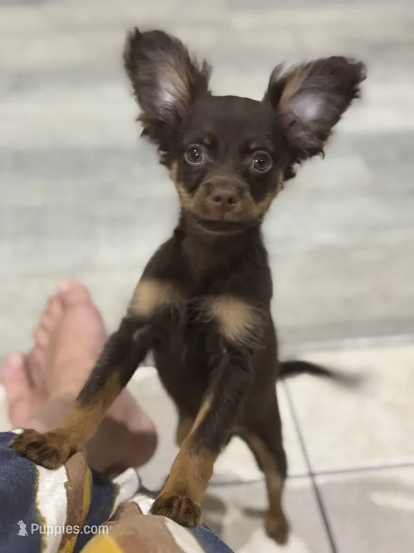Malik – Russian Toy puppy for sale in Waco, TX