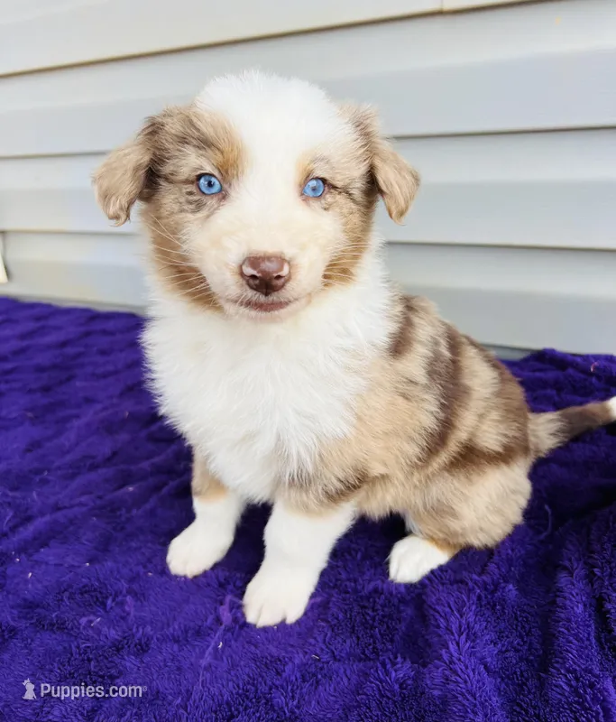 AKC Tucker full tail