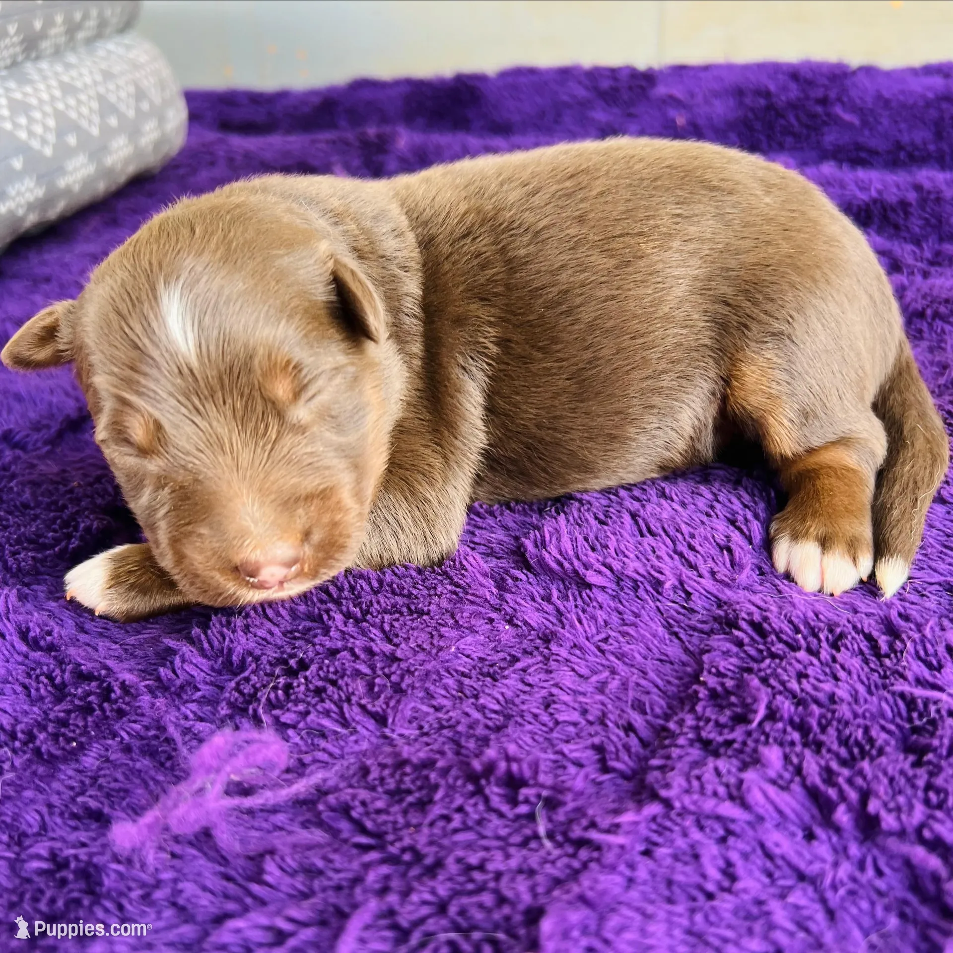 AKC Gunnar full tail