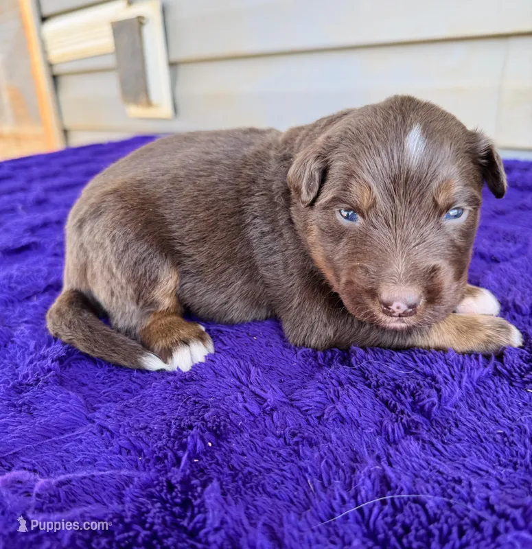 AKC Gunnar full tail – Australian Shepherd puppy for sale in Charlotte, NC