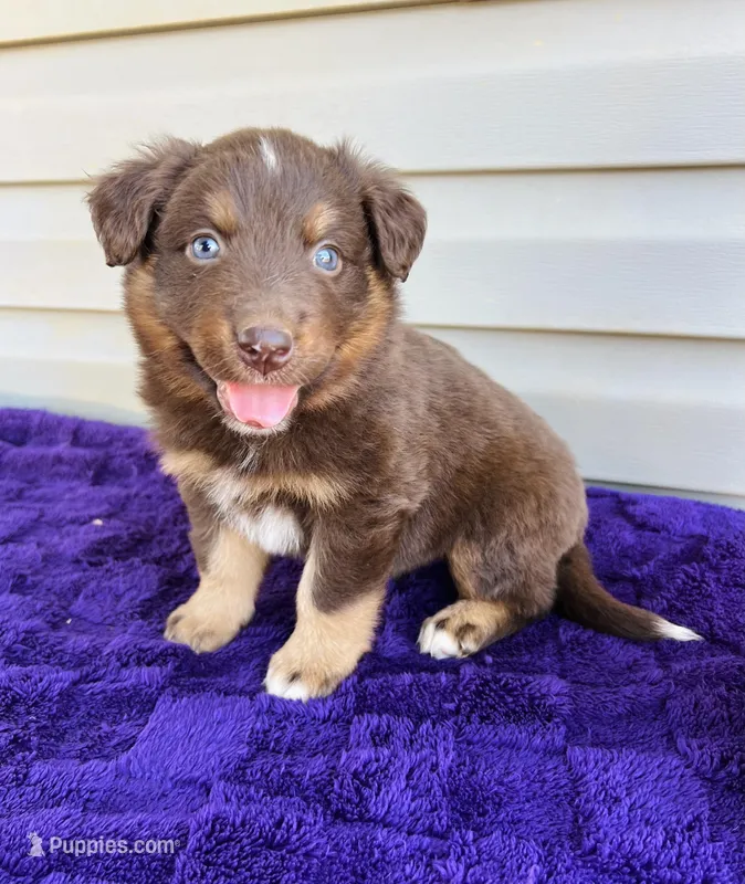 AKC Gunnar full tail – Australian Shepherd puppy for sale in Charlotte, NC