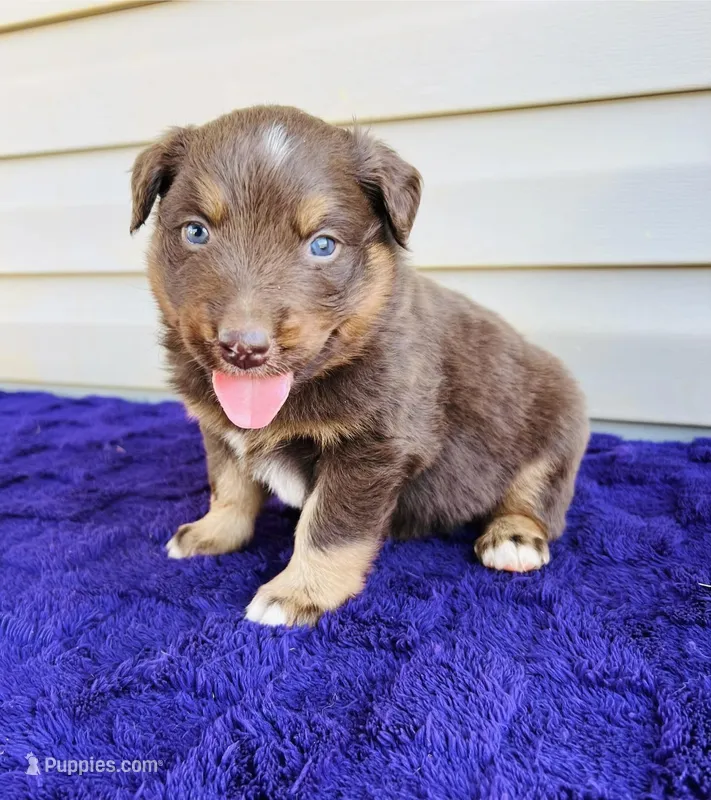 AKC Gunnar full tail – Australian Shepherd puppy for sale in Charlotte, NC