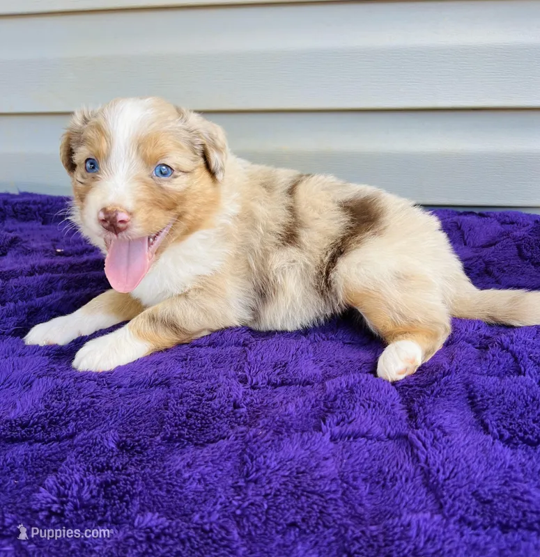 AKC Ollie full tail – Australian Shepherd puppy for sale in Charlotte, NC
