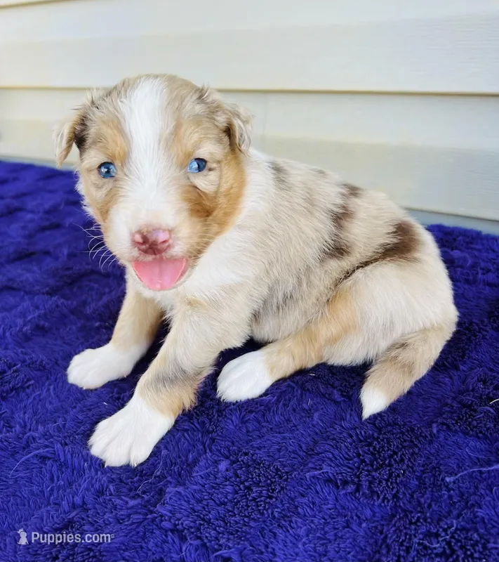 AKC Ollie full tail – Australian Shepherd puppy for sale in Charlotte, NC