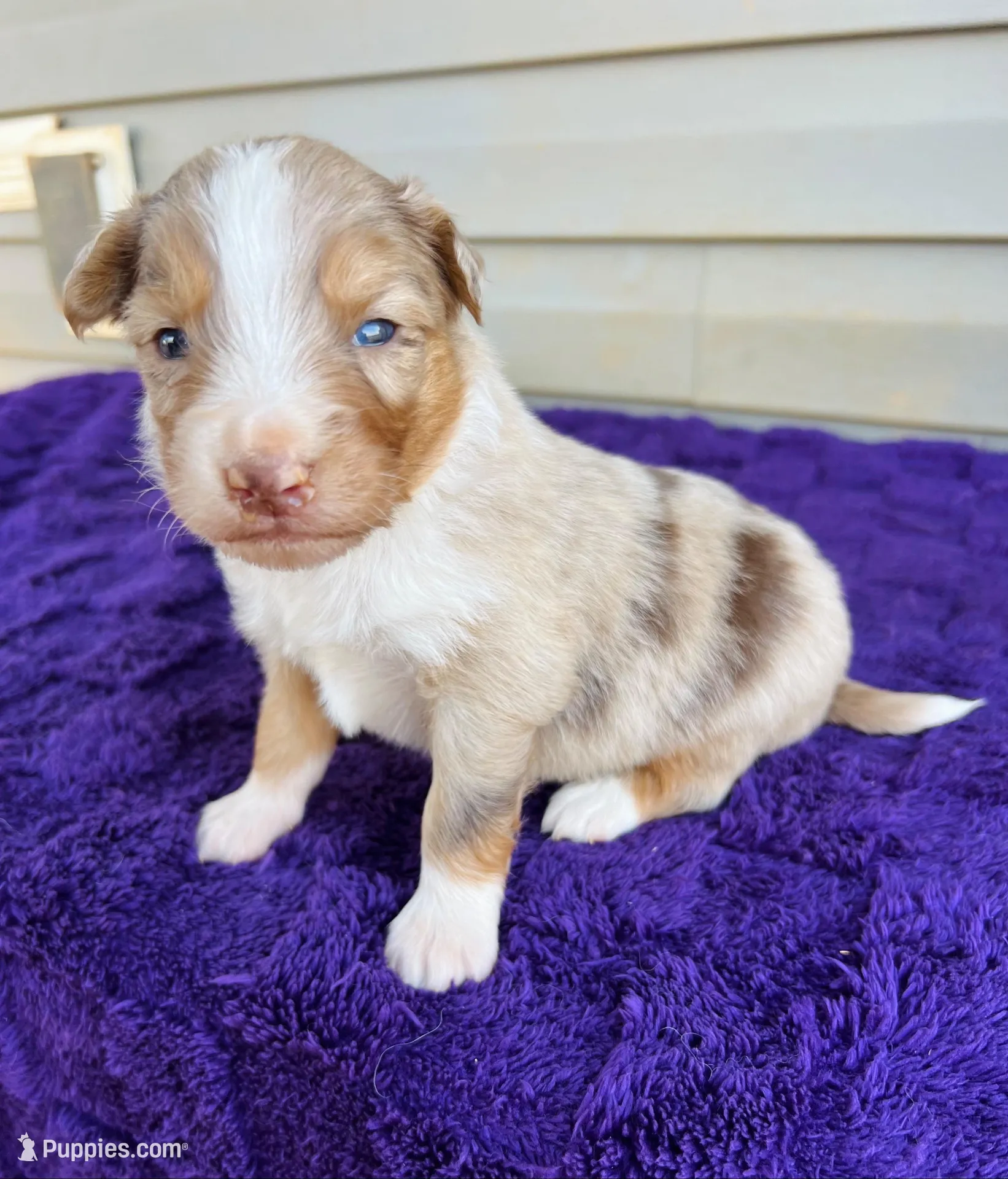 AKC Ollie full tail – Australian Shepherd puppy for sale in Charlotte, NC