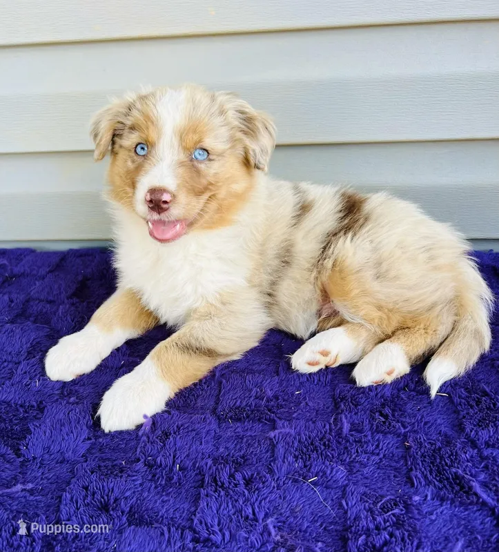 AKC Ollie full tail – Australian Shepherd puppy for sale in Charlotte, NC
