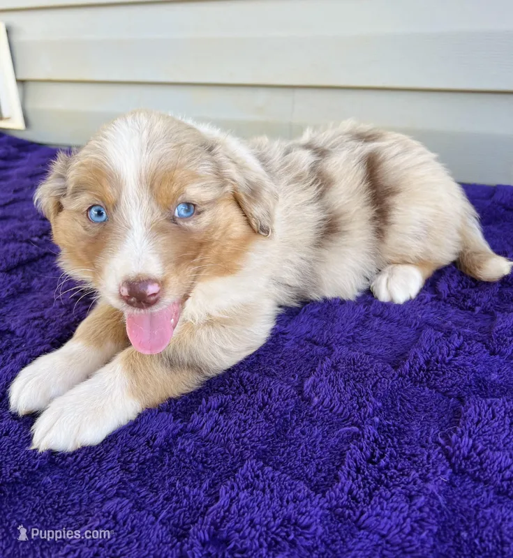 AKC Ollie full tail – Australian Shepherd puppy for sale in Charlotte, NC