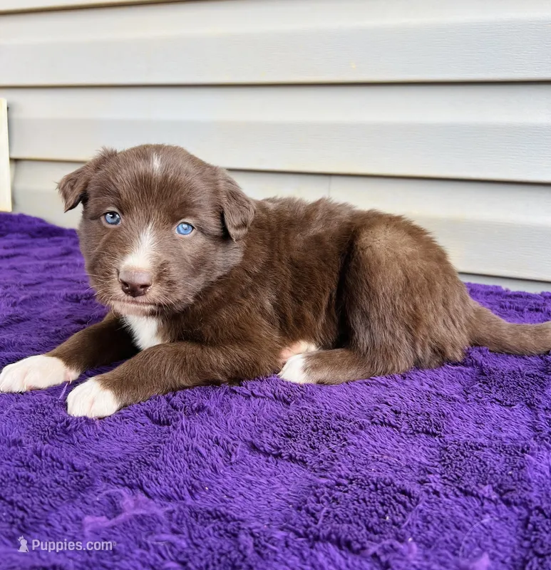 Harley full tail  – Australian Shepherd puppy on hold in Charlotte, NC