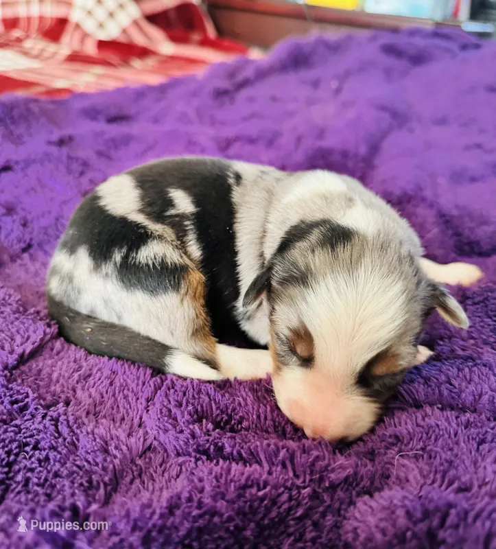 AKC Shadow full tail