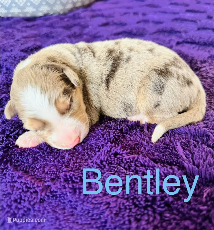 Bentley full tail, a male Australian Shepherd for sale in Charlotte, NC – Photo 1 of 1