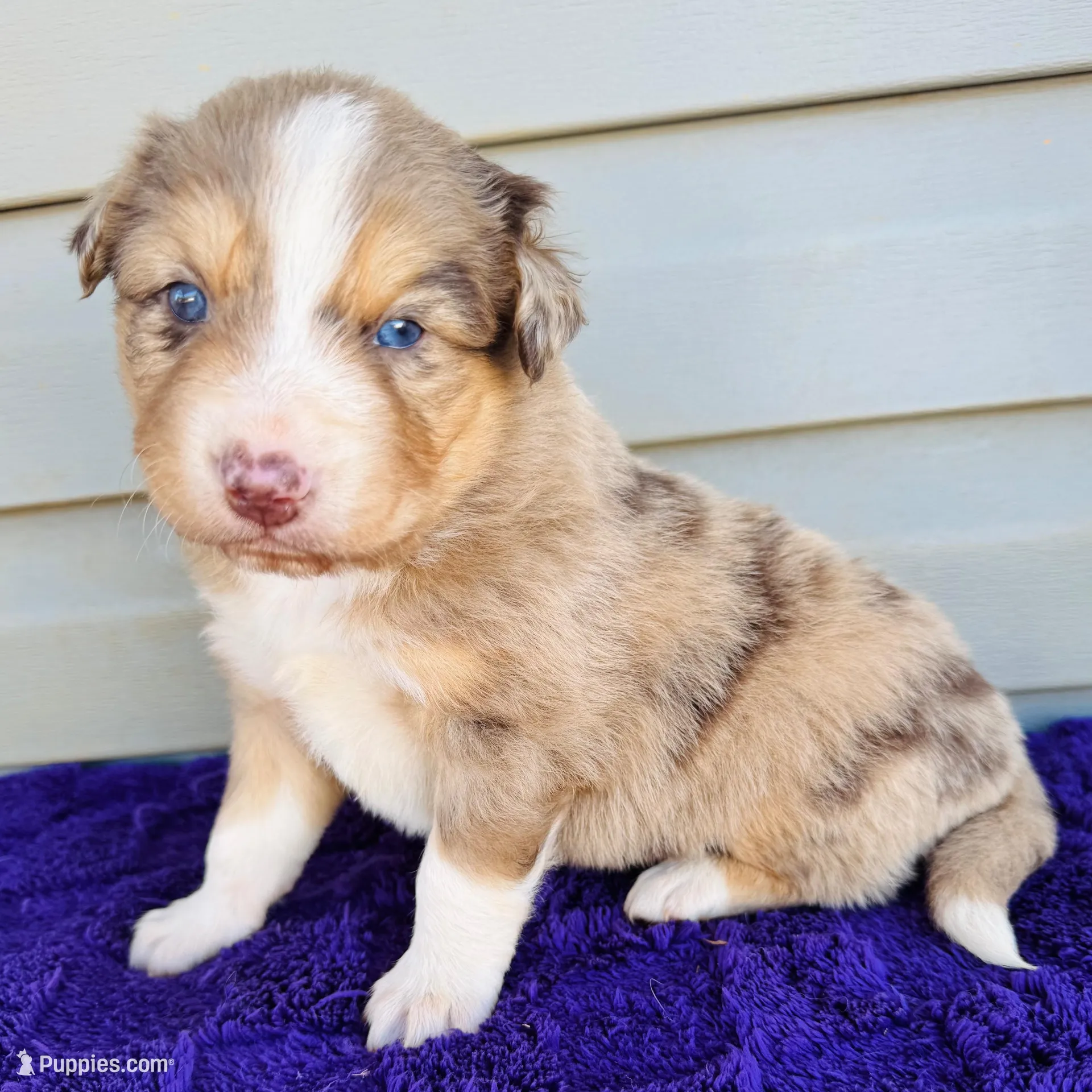 Bentley full tail – Australian Shepherd puppy for sale in Charlotte, NC