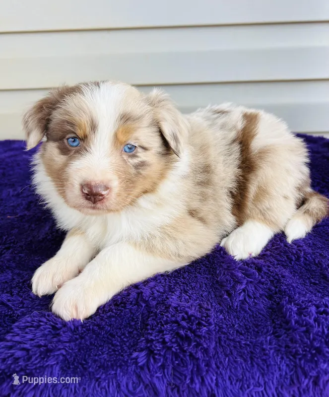 AKC Bailey full tail