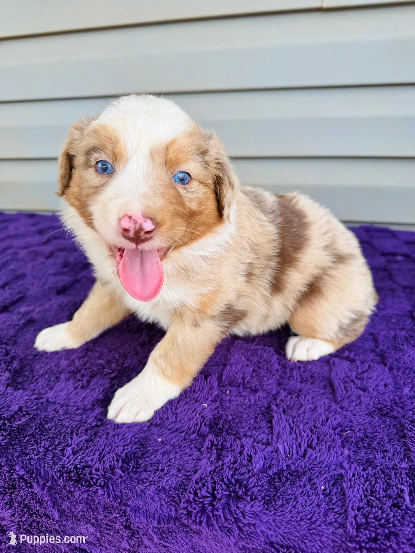 AKC Maisie – Australian Shepherd puppy for sale in Charlotte, NC