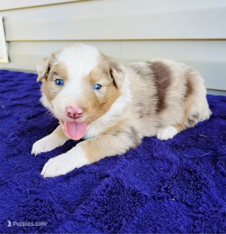 AKC Maisie – Australian Shepherd puppy for sale in Charlotte, NC