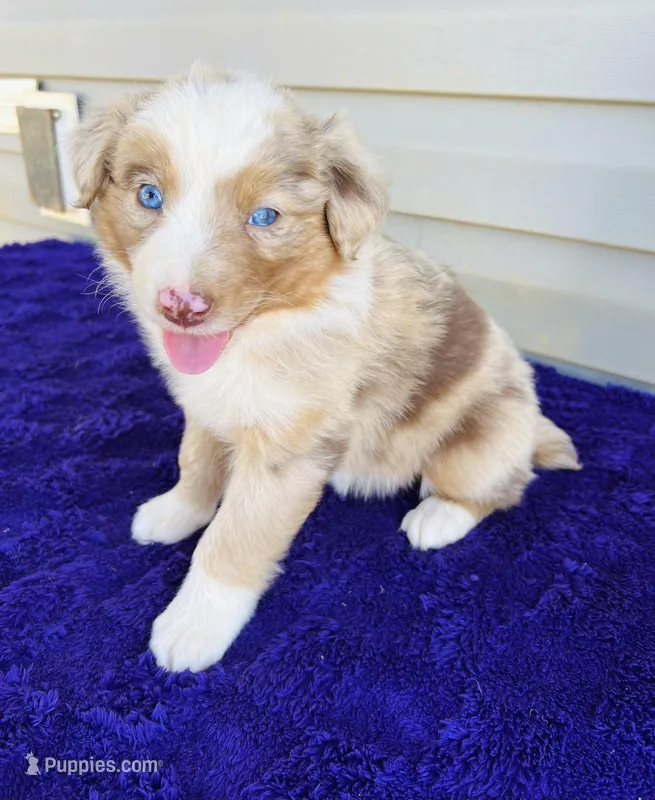 AKC Maisie – Australian Shepherd puppy for sale in Charlotte, NC