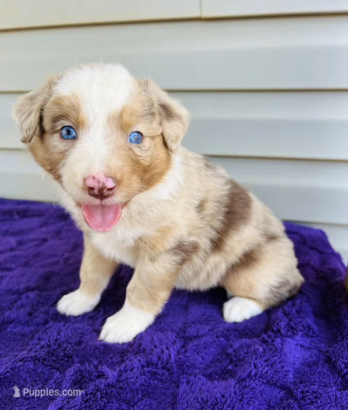 AKC Maisie – Australian Shepherd puppy for sale in Charlotte, NC