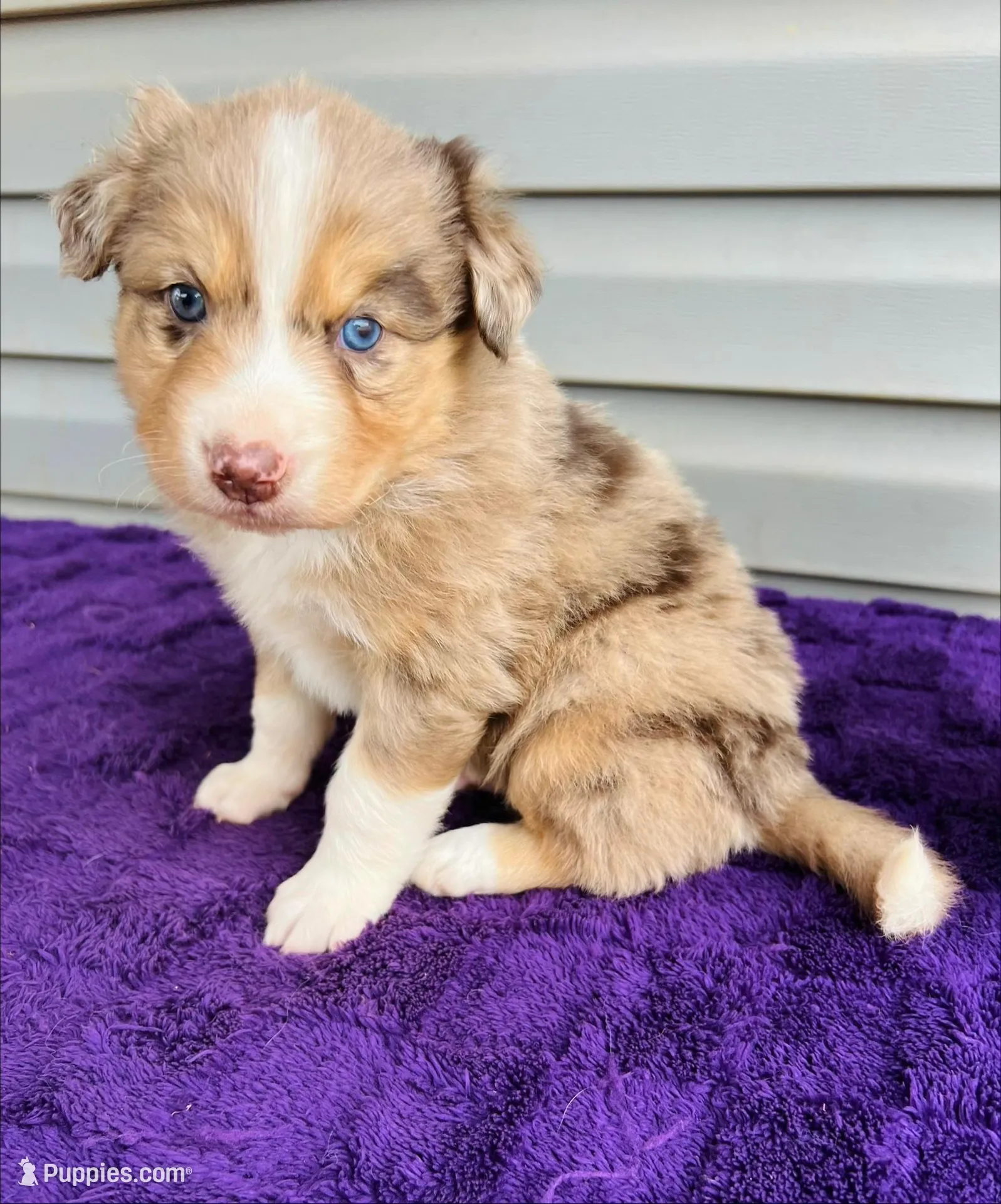 Bentley full tail – Australian Shepherd puppy for sale in Charlotte, NC