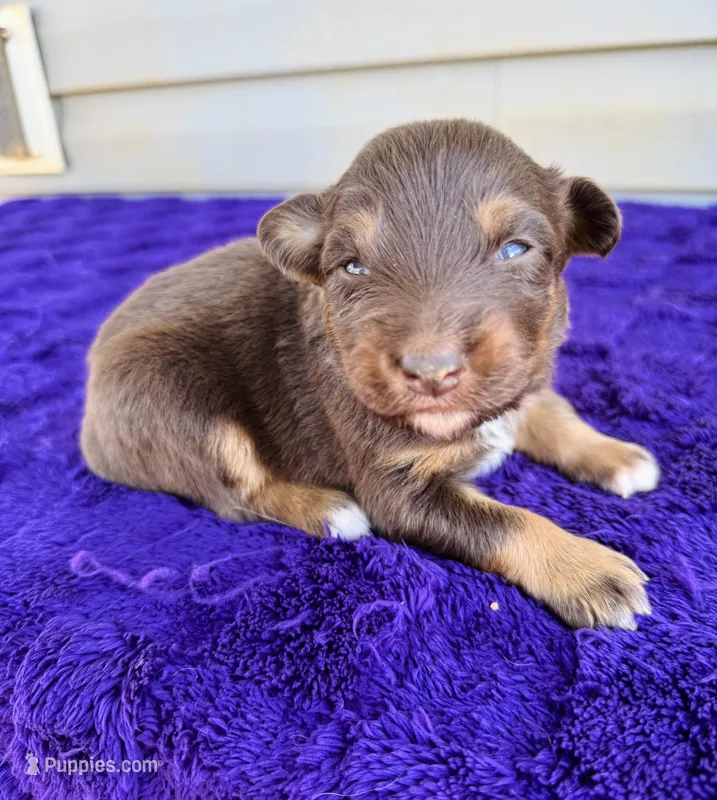 AKC Layla – Australian Shepherd puppy for sale in Charlotte, NC