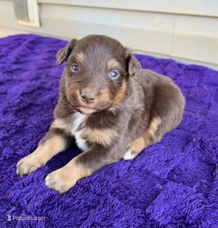 AKC Layla – Australian Shepherd puppy for sale in Charlotte, NC