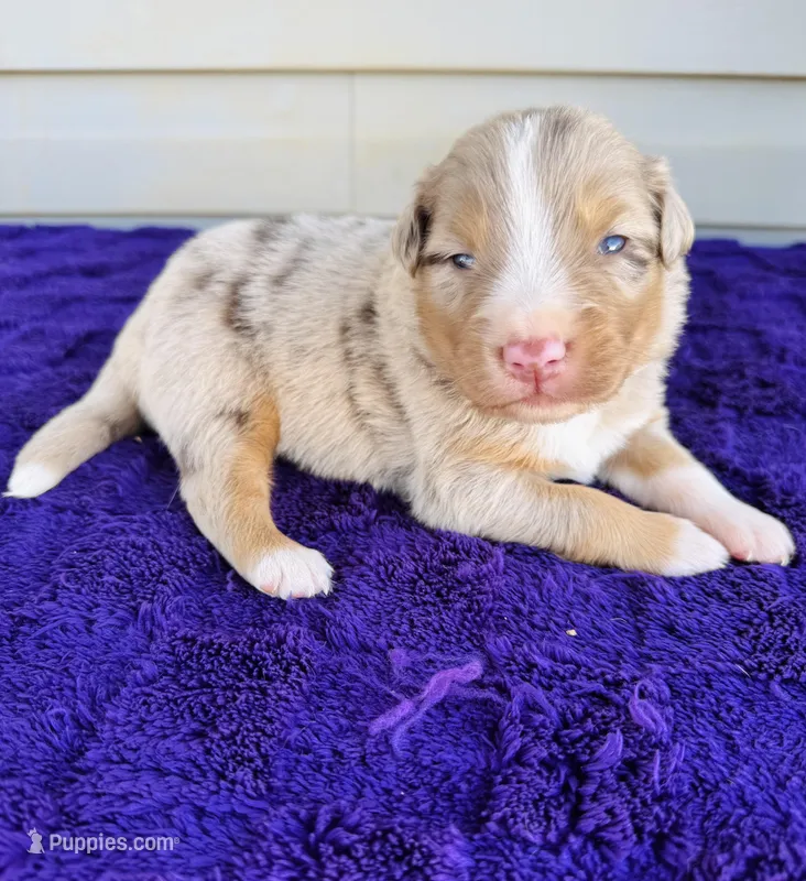 AKC Axel full tail – Australian Shepherd puppy for sale in Charlotte, NC