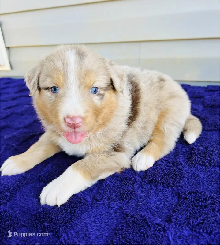 AKC Axel full tail – Australian Shepherd puppy for sale in Charlotte, NC