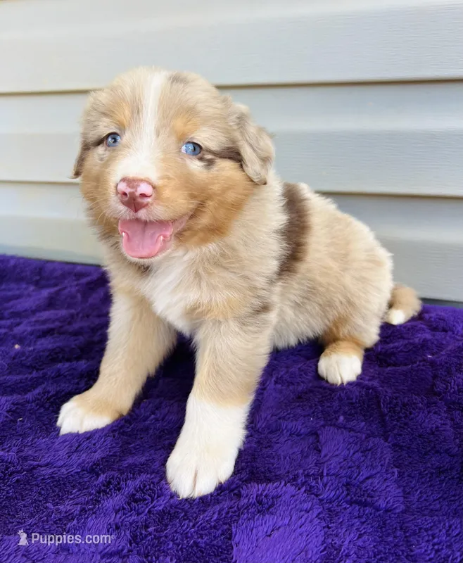 AKC Axel full tail – Australian Shepherd puppy for sale in Charlotte, NC