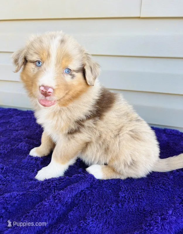 AKC Axel full tail – Australian Shepherd puppy for sale in Charlotte, NC