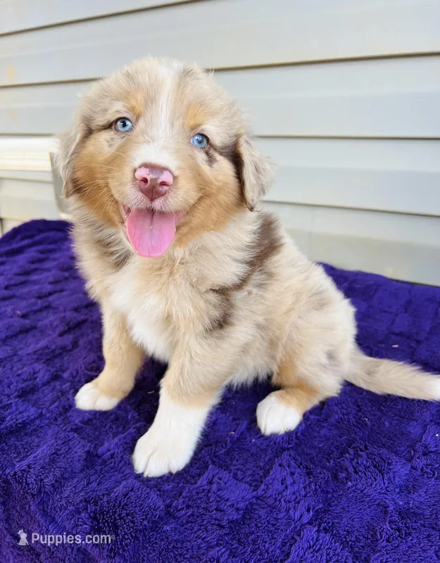 AKC Axel full tail – Australian Shepherd puppy for sale in Charlotte, NC