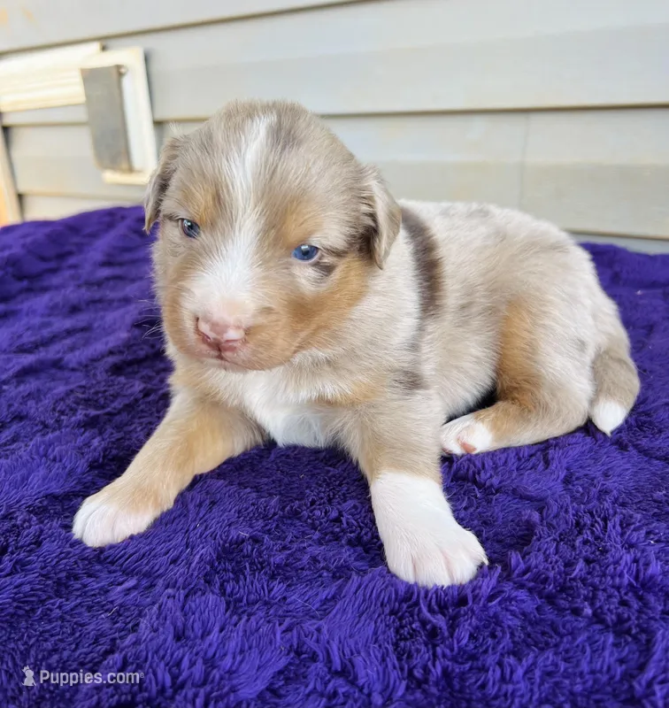 AKC Axel full tail – Australian Shepherd puppy for sale in Charlotte, NC
