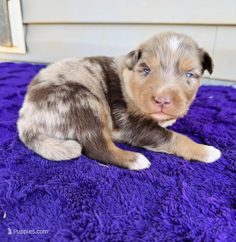 AKC Steele  – Australian Shepherd puppy for sale in Charlotte, NC