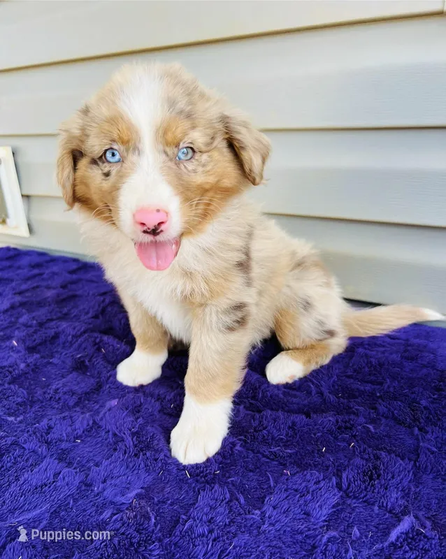 AKC Jexi full tail – Australian Shepherd puppy for sale in Charlotte, NC