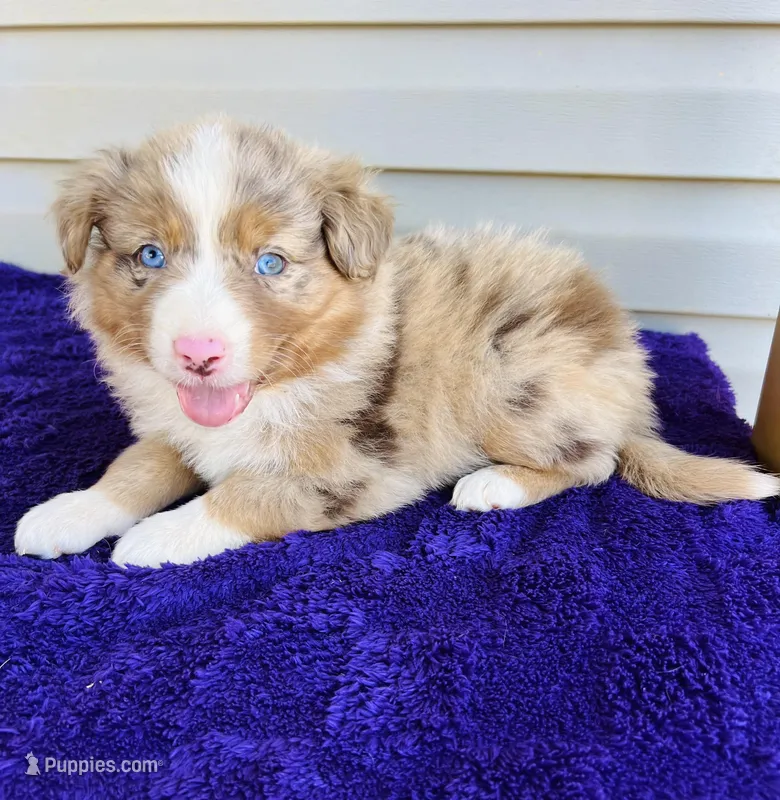AKC Jexi full tail – Australian Shepherd puppy for sale in Charlotte, NC